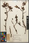 Foto von Salix resecta Diels
